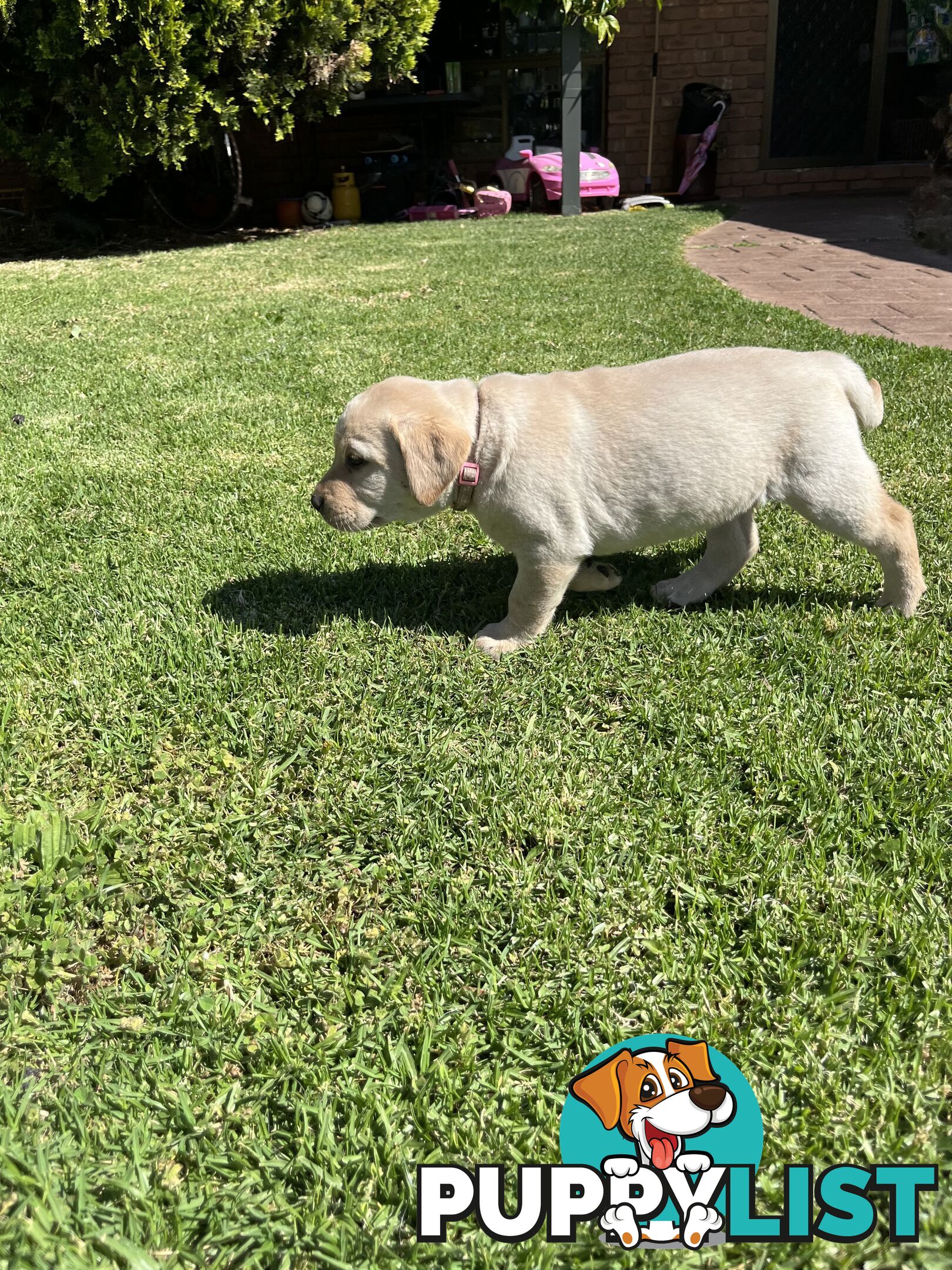 Gorgeous Pure bred Labrador Puppy