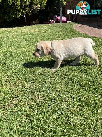 Gorgeous Pure bred Labrador Puppy