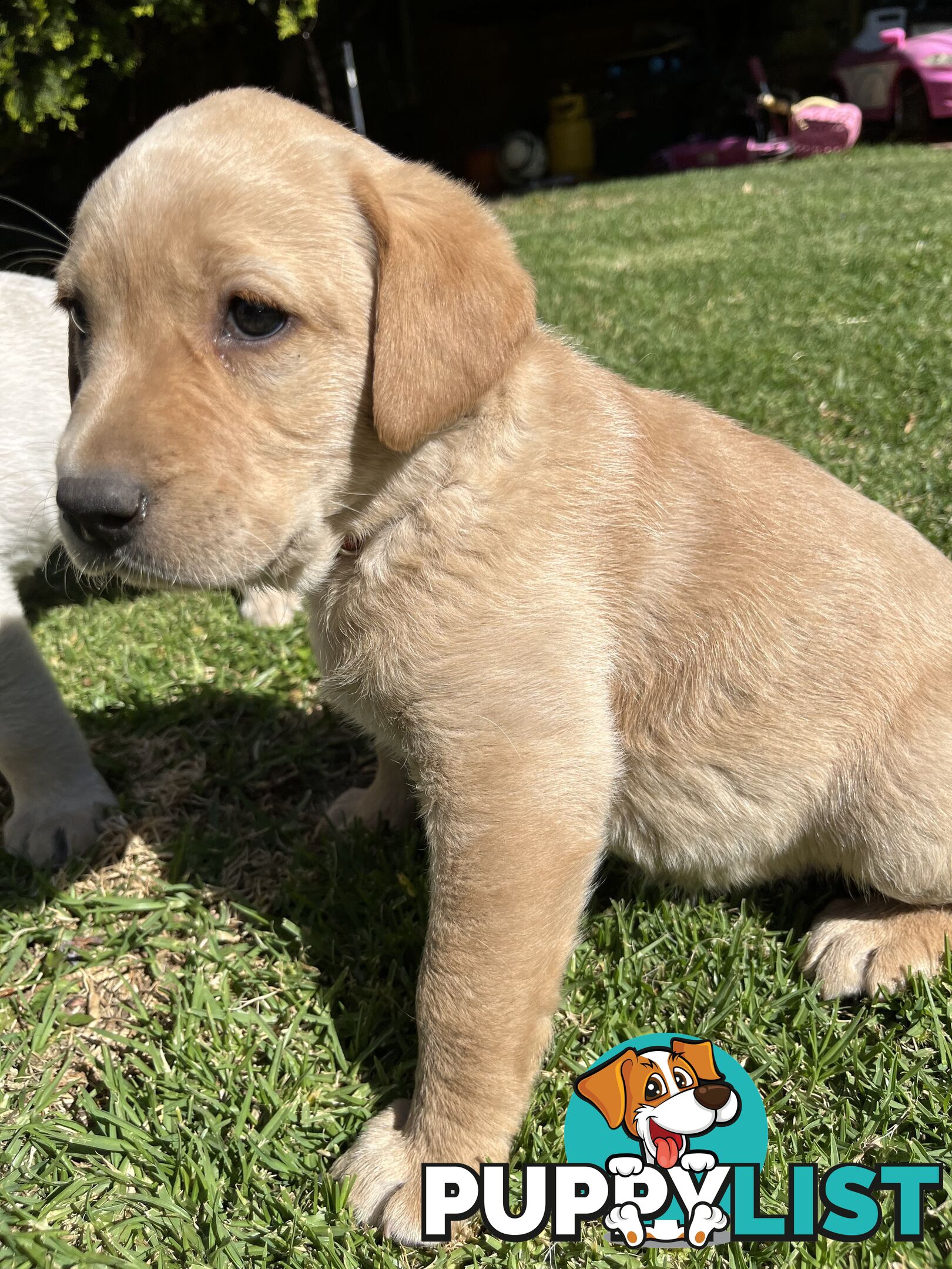 Gorgeous Pure bred Labrador Puppy