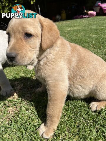 Gorgeous Pure bred Labrador Puppy