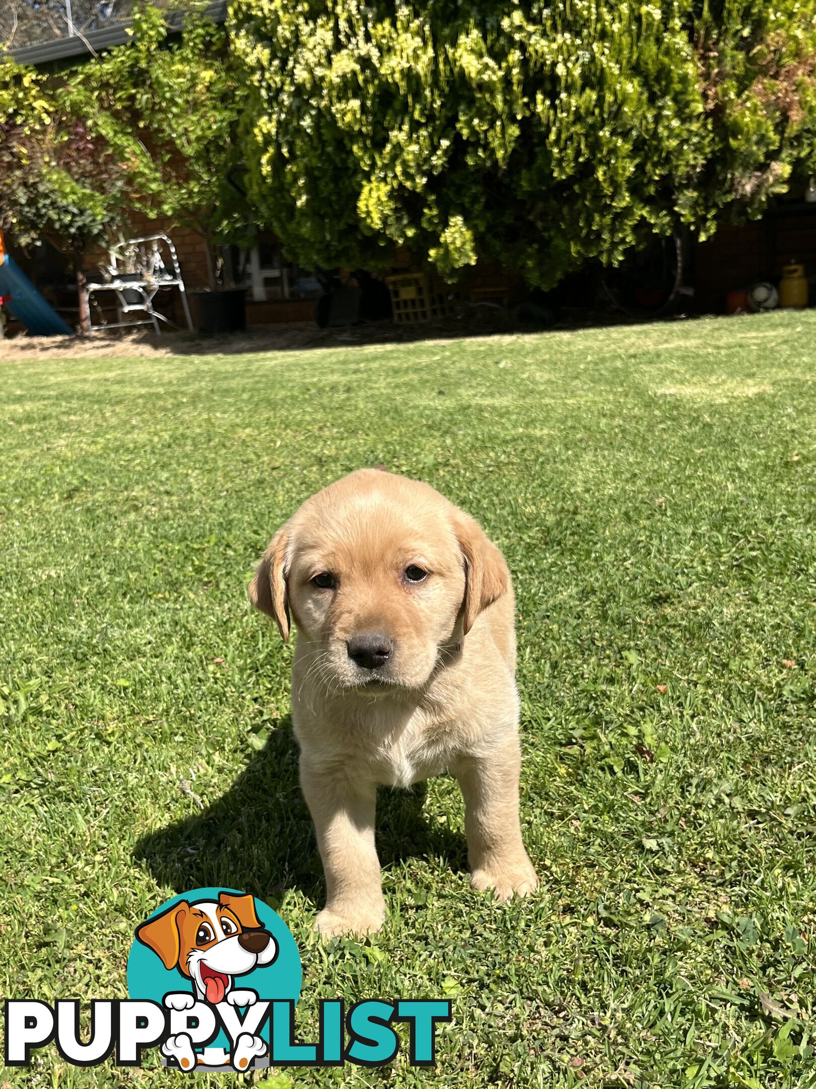 Gorgeous Pure bred Labrador Puppy