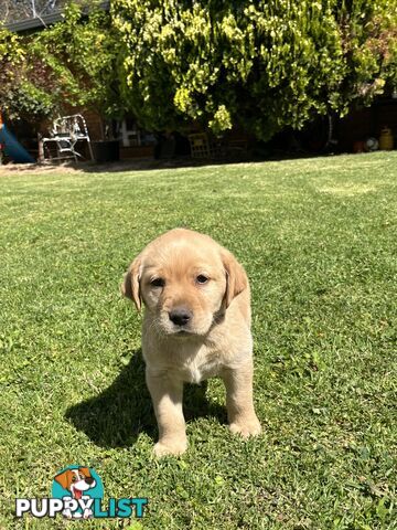 Gorgeous Pure bred Labrador Puppy