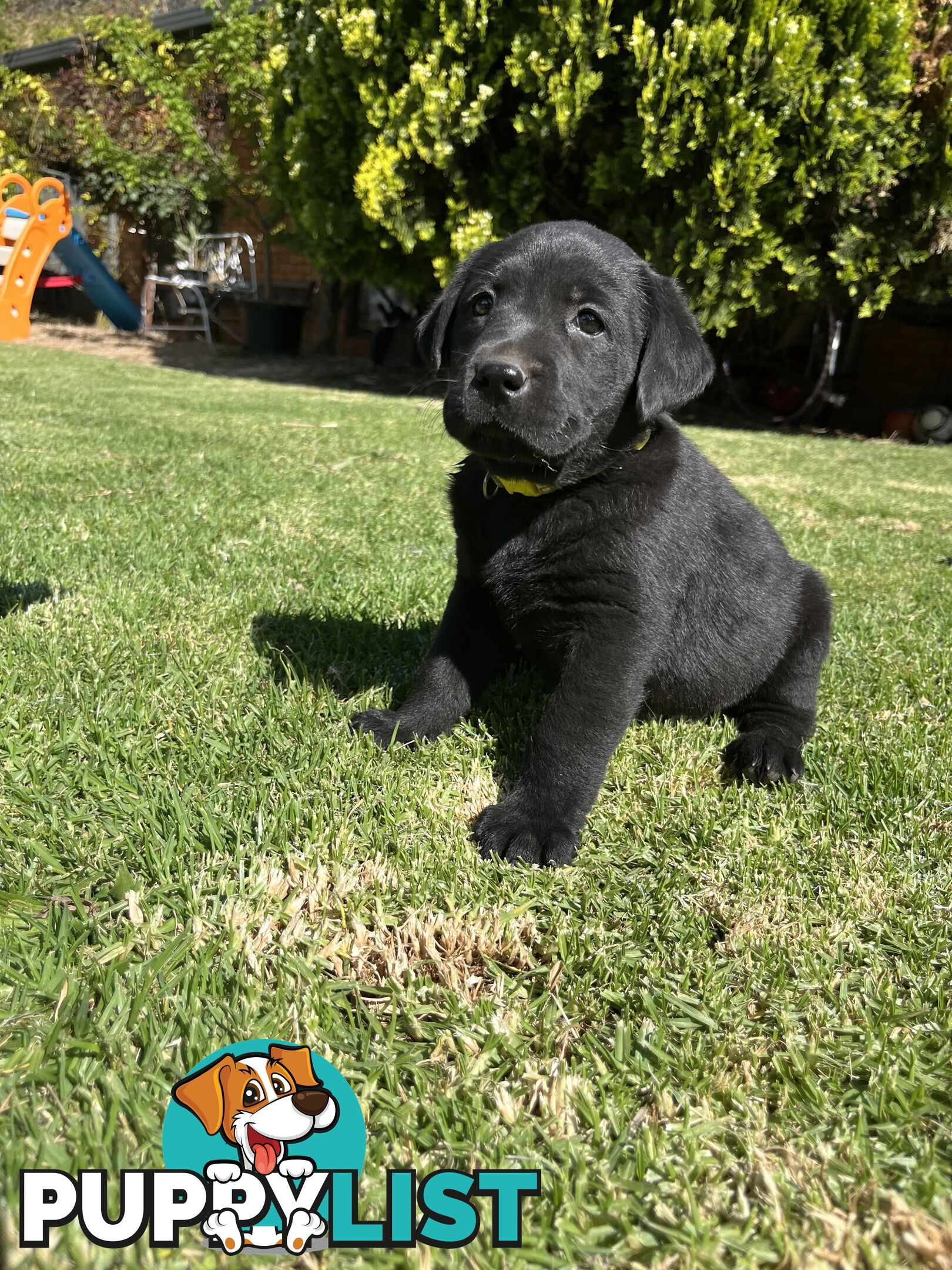 Gorgeous Pure bred Labrador Puppy