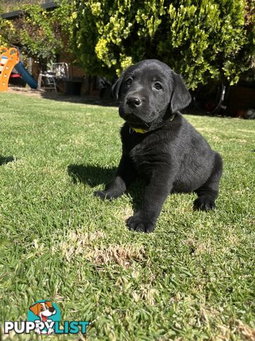 Gorgeous Pure bred Labrador Puppy