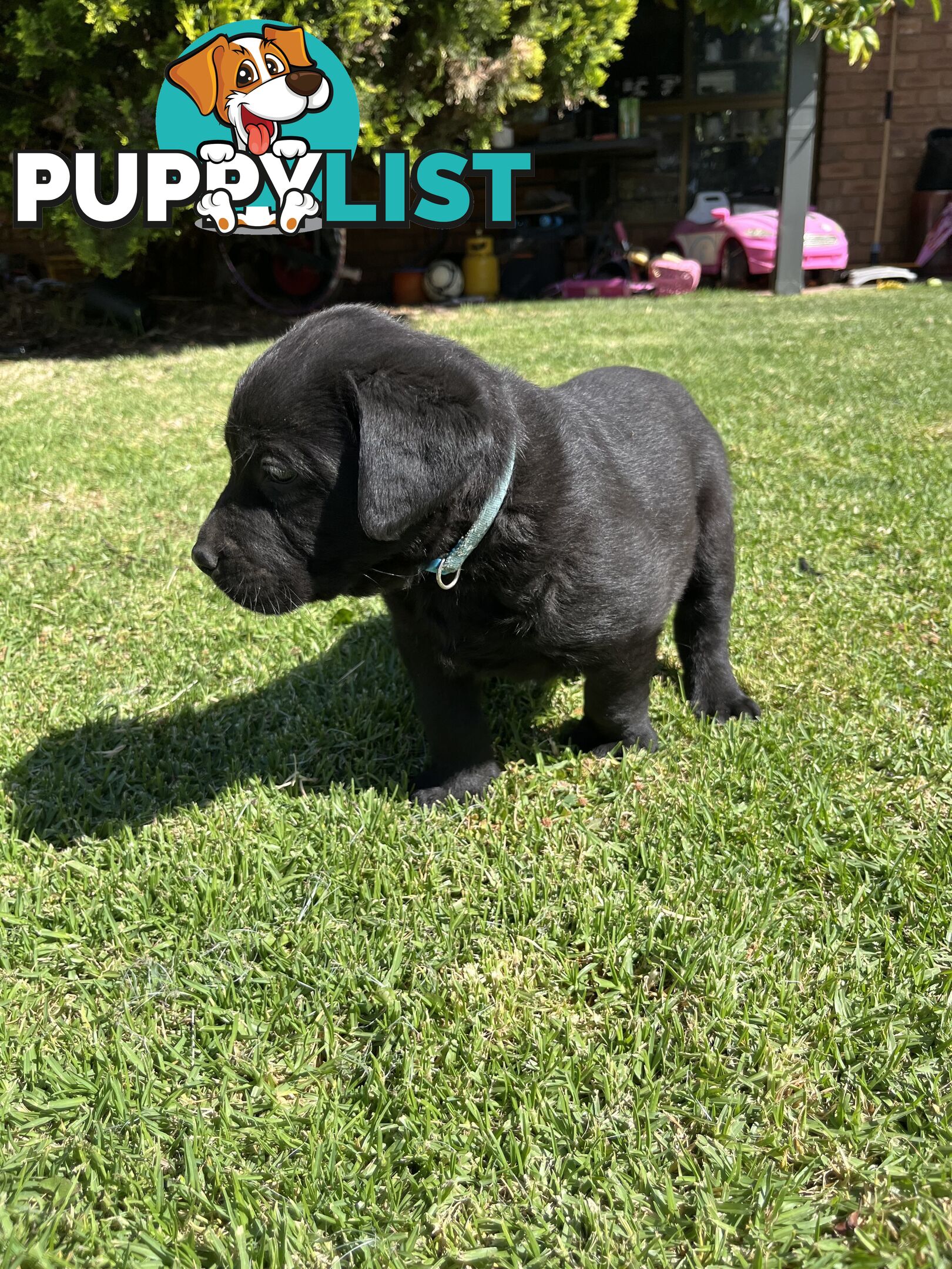 Gorgeous Pure bred Labrador Puppy