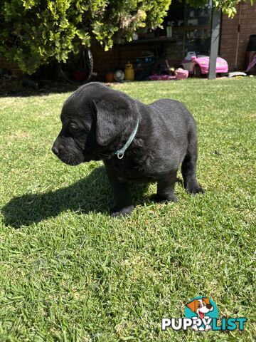 Gorgeous Pure bred Labrador Puppy