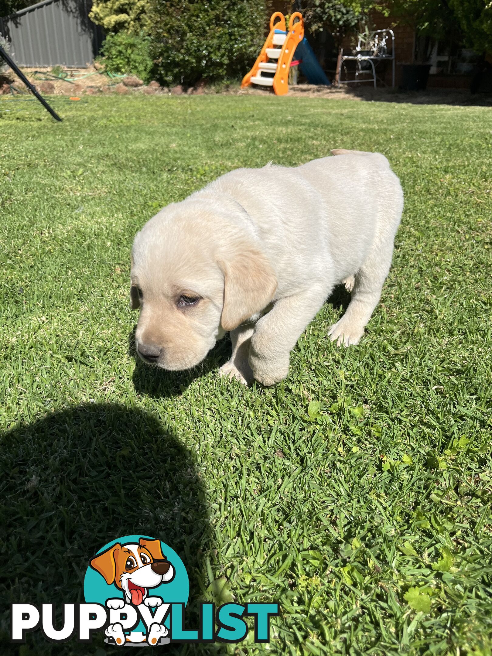 Gorgeous Pure bred Labrador Puppy