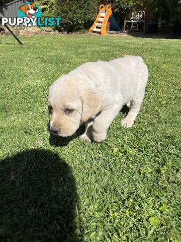 Gorgeous Pure bred Labrador Puppy