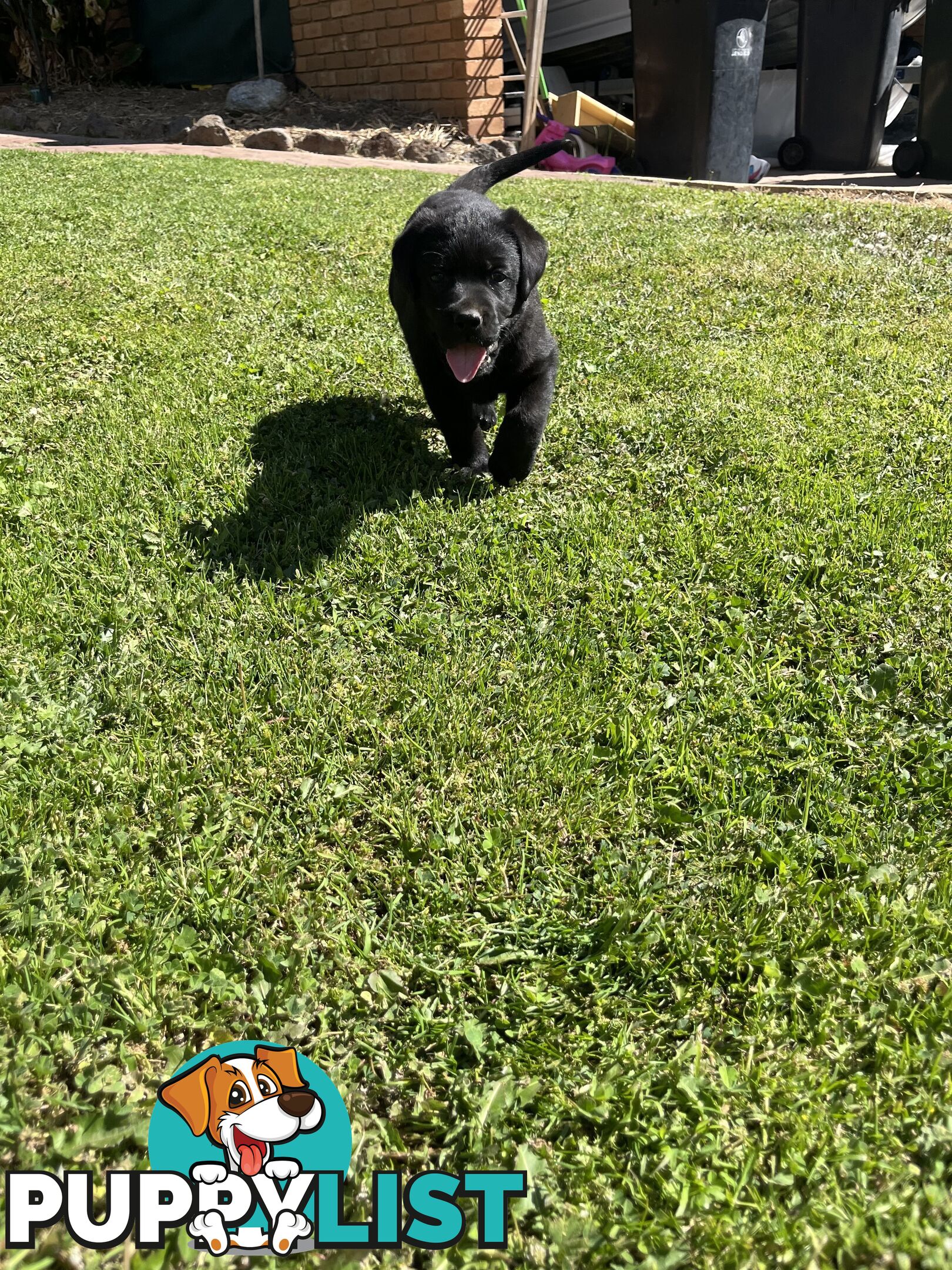 Gorgeous Pure bred Labrador Puppy