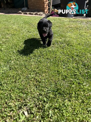 Gorgeous Pure bred Labrador Puppy