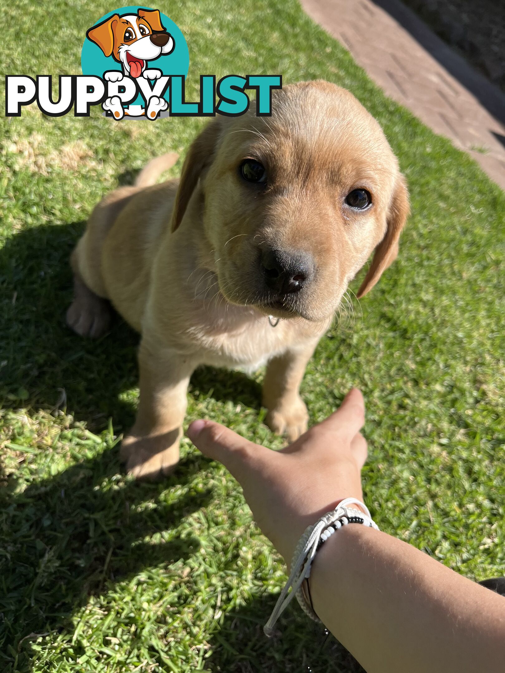 Gorgeous Pure bred Labrador Puppy