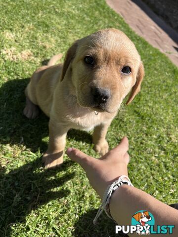 Gorgeous Pure bred Labrador Puppy