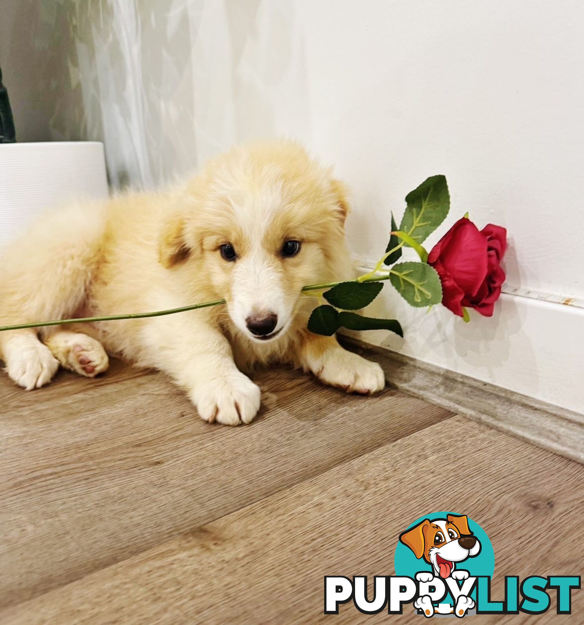 GORGEOUS BORDER COLLIE PUPPIES