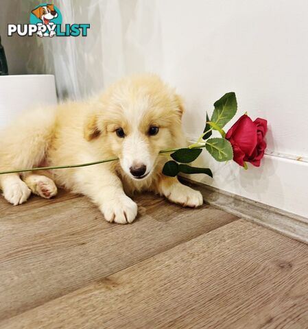 GORGEOUS BORDER COLLIE PUPPIES