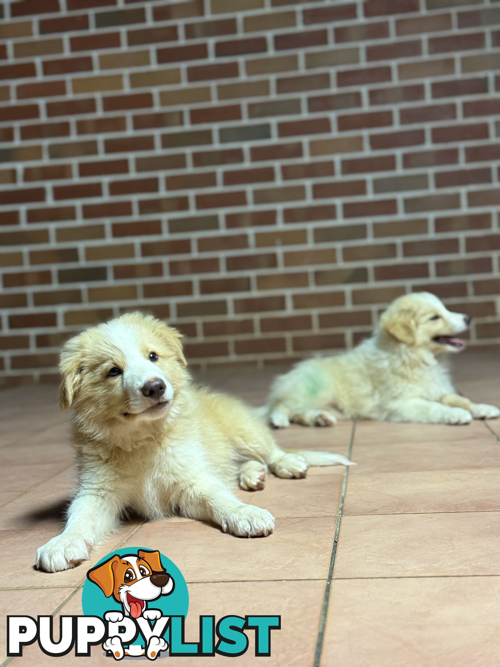 GORGEOUS BORDER COLLIE PUPPIES