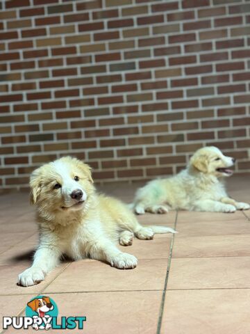 GORGEOUS BORDER COLLIE PUPPIES