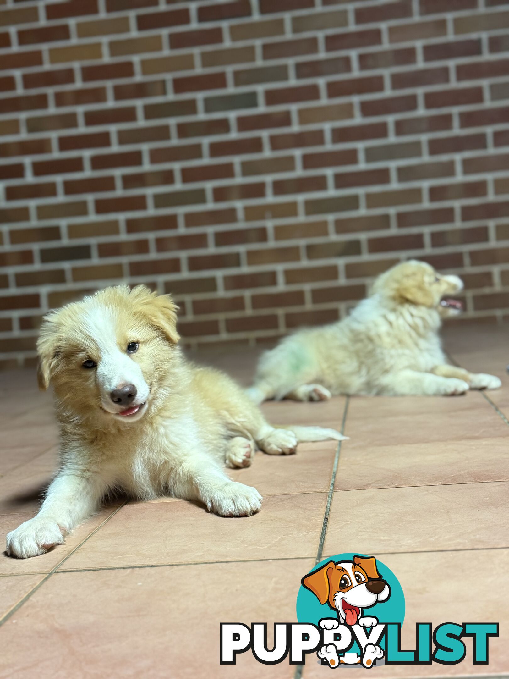 GORGEOUS BORDER COLLIE PUPPIES