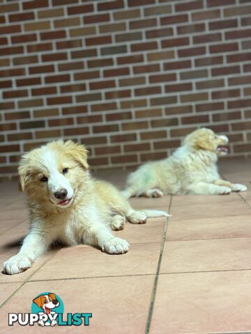 GORGEOUS BORDER COLLIE PUPPIES