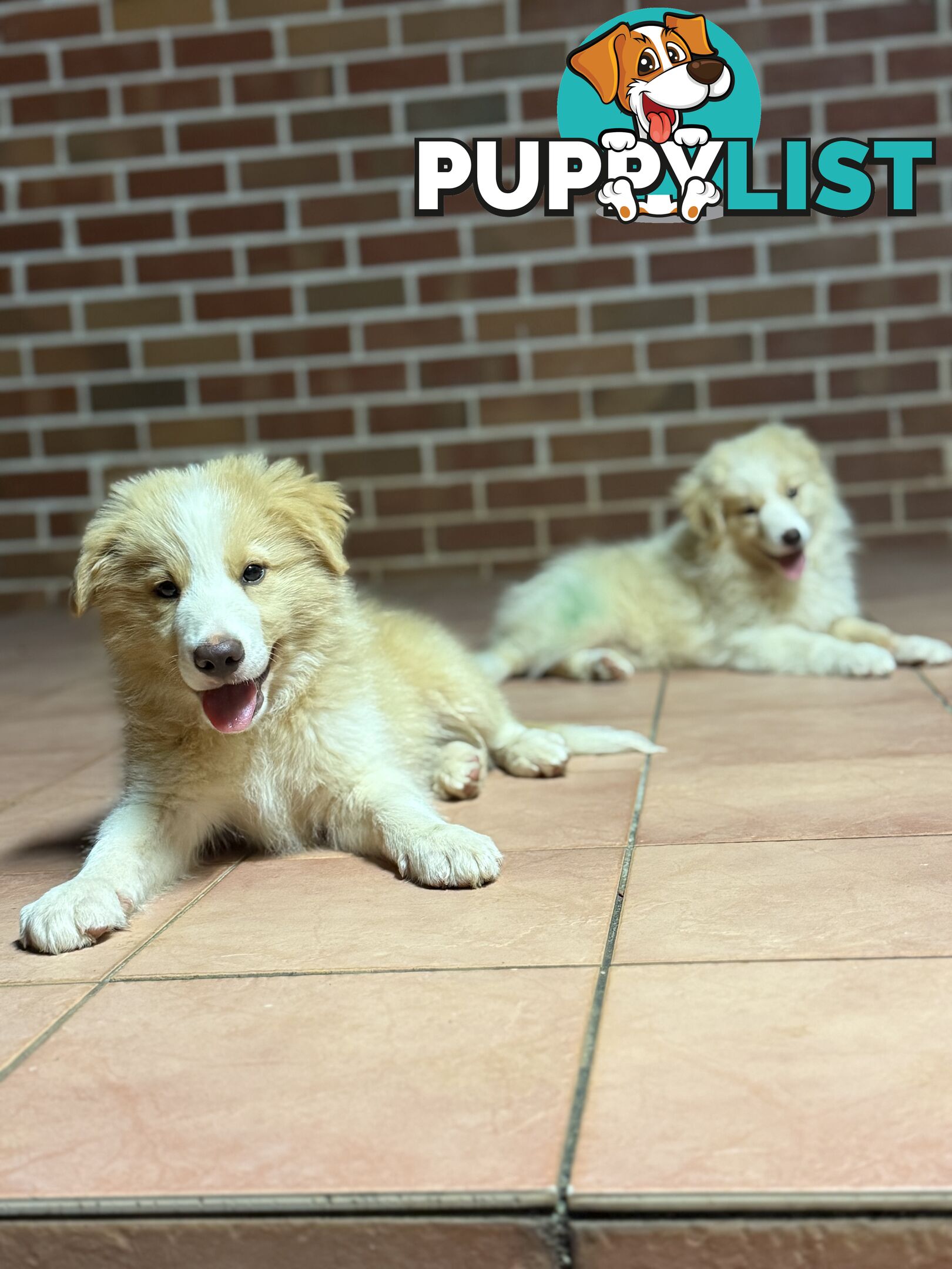 GORGEOUS BORDER COLLIE PUPPIES