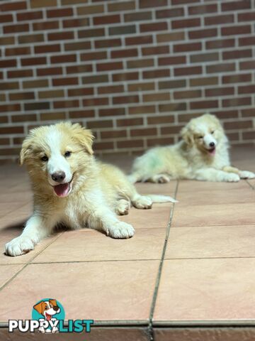 GORGEOUS BORDER COLLIE PUPPIES