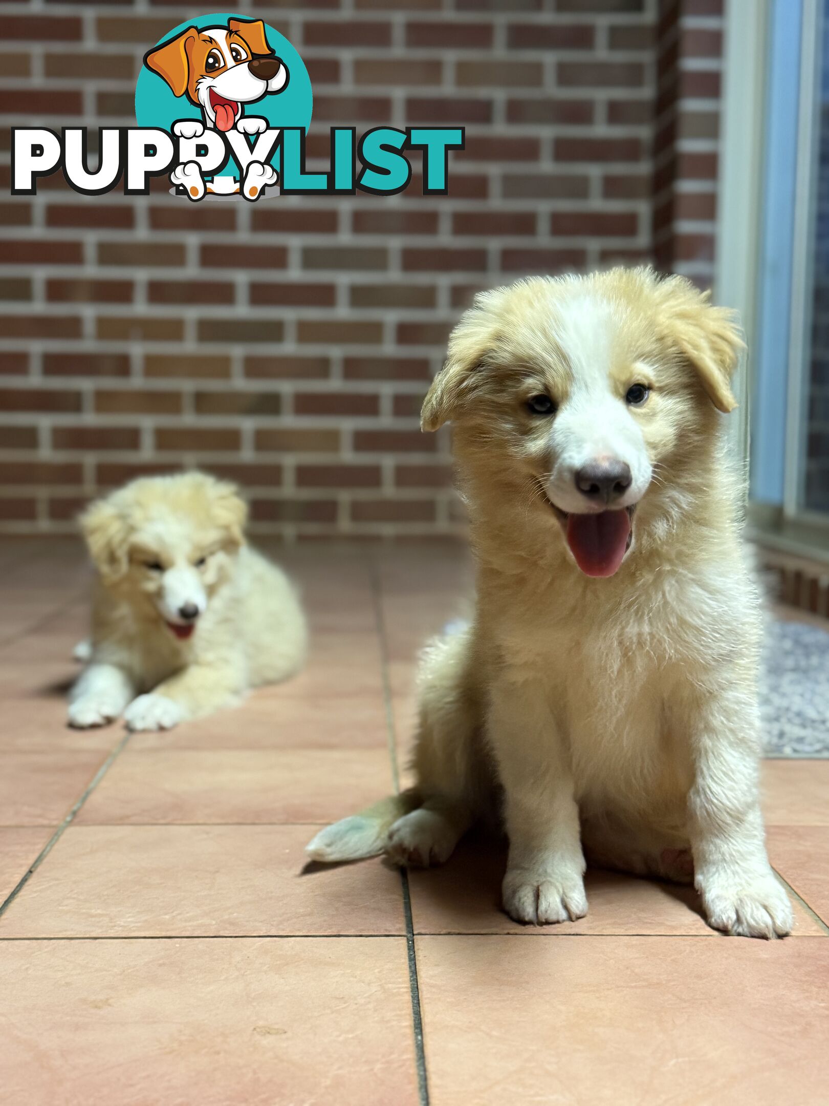 GORGEOUS BORDER COLLIE PUPPIES