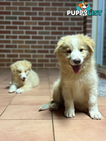 GORGEOUS BORDER COLLIE PUPPIES