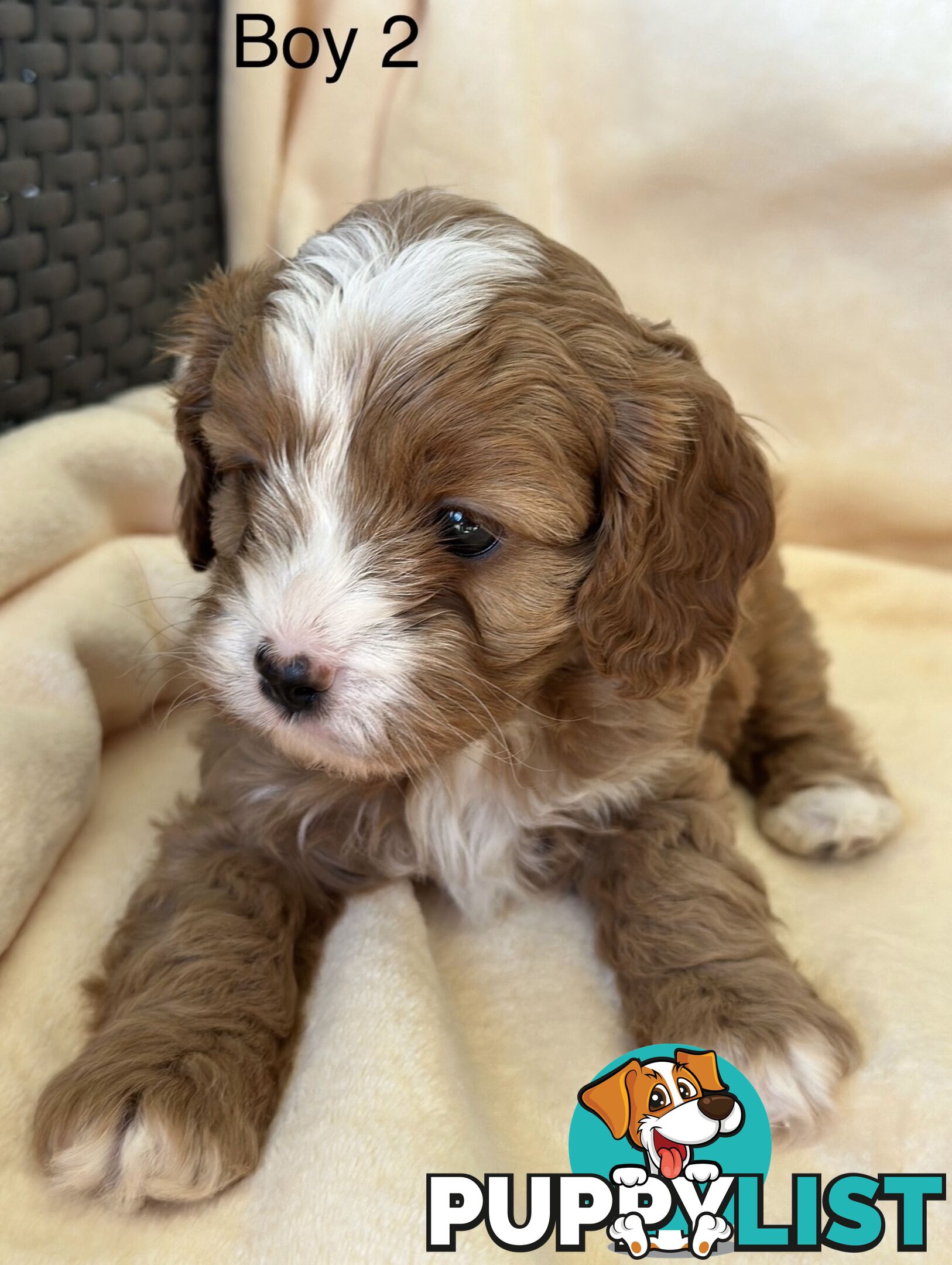 Tiny Toy Cavoodles