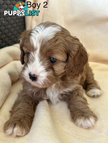 Tiny Toy Cavoodles