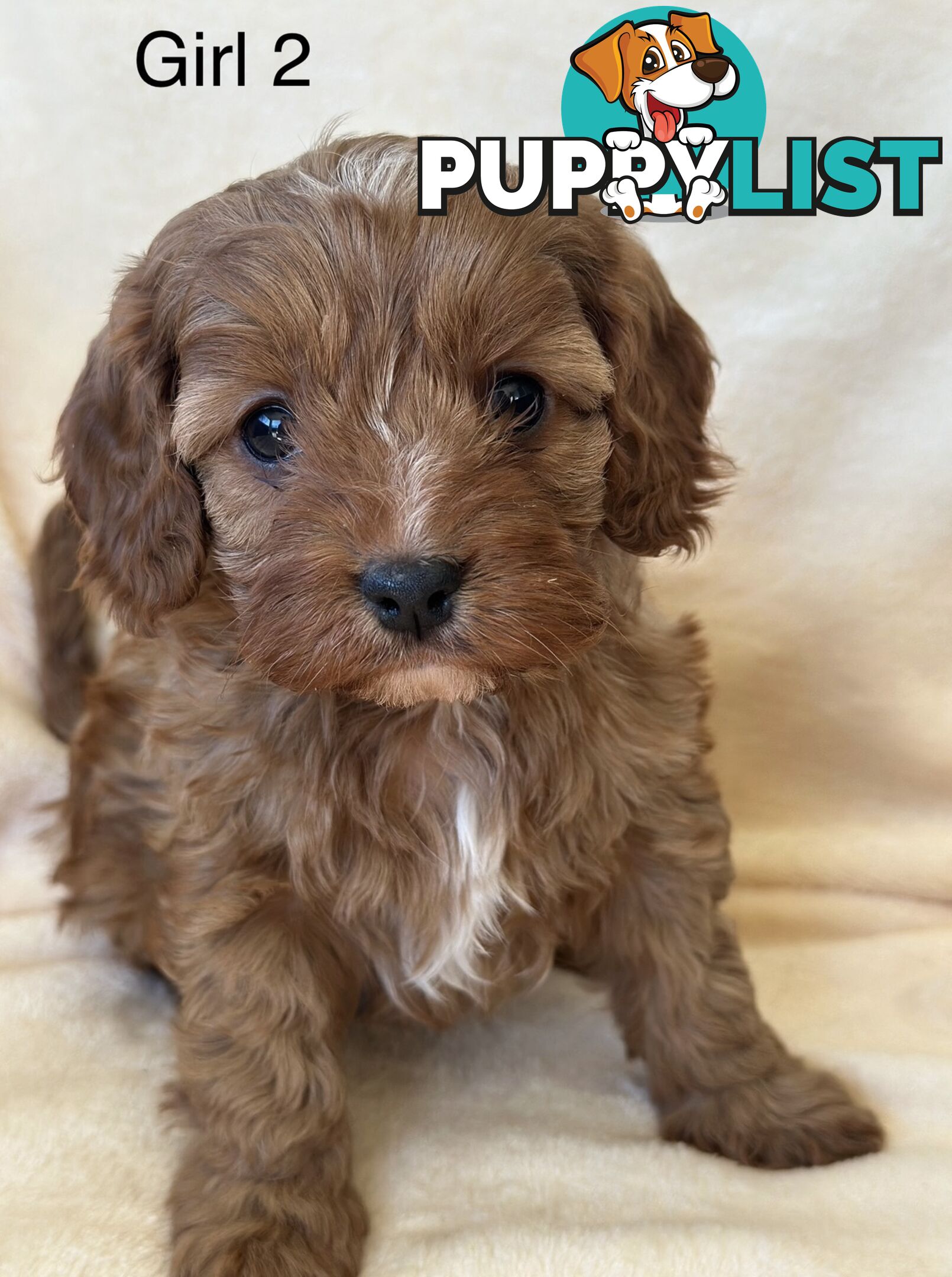 Tiny Toy Cavoodles