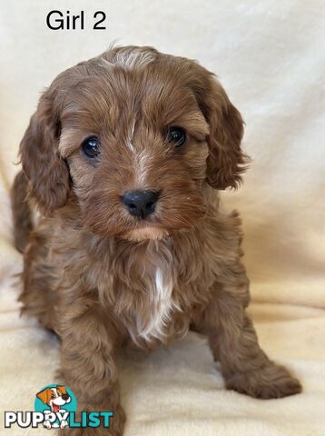 Tiny Toy Cavoodles