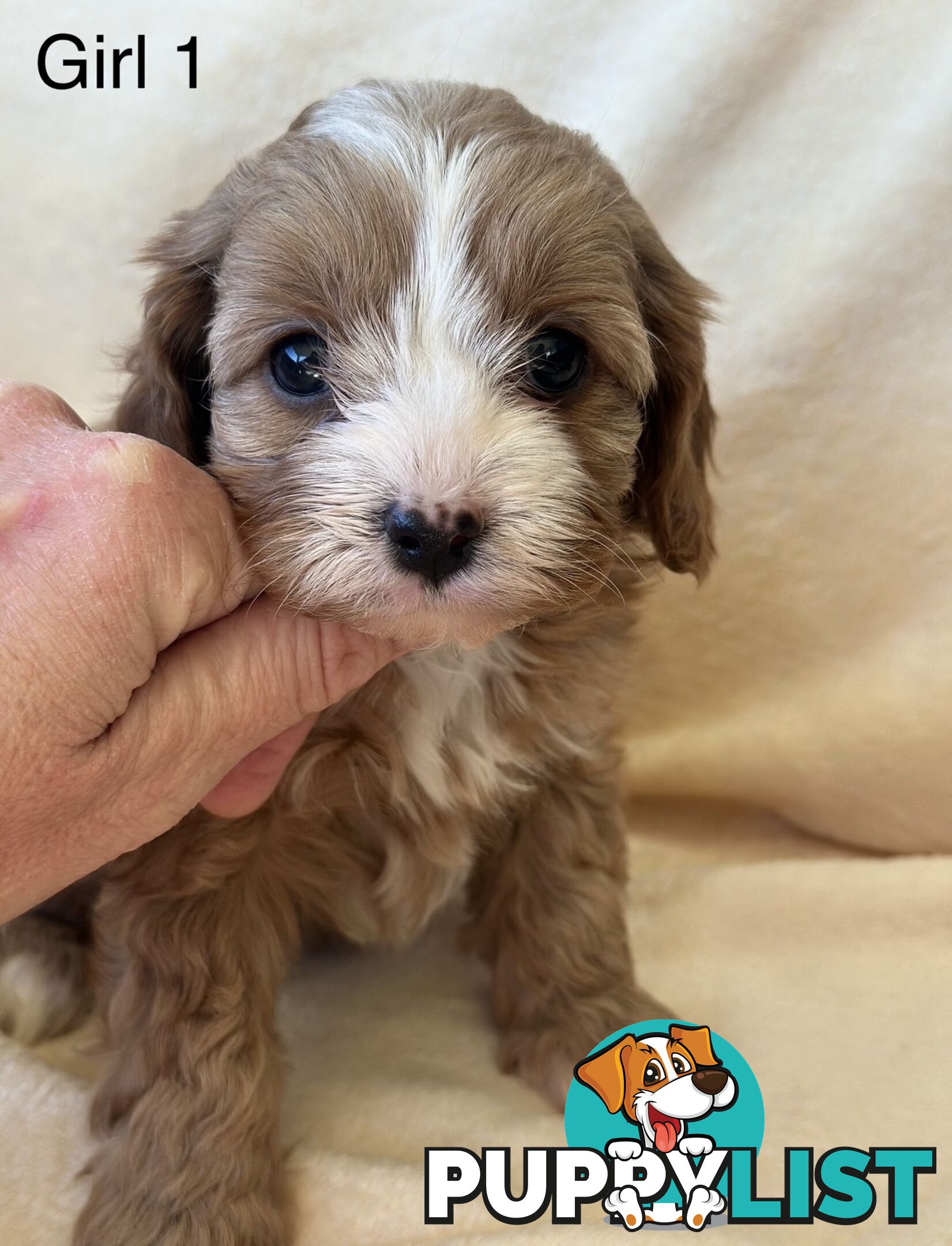Tiny Toy Cavoodles