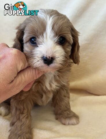 Tiny Toy Cavoodles