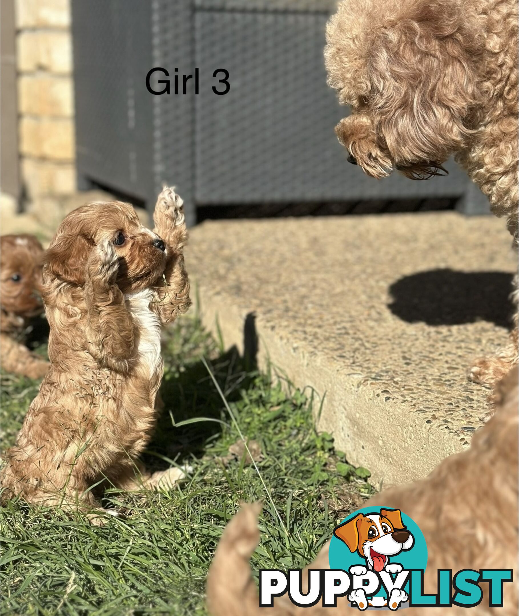 Tiny Toy Cavoodles