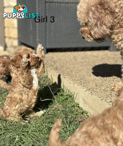 Tiny Toy Cavoodles