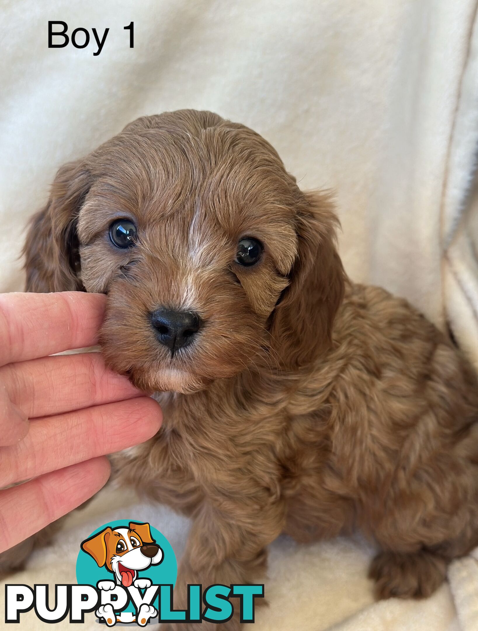 Tiny Toy Cavoodles