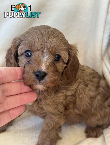 Tiny Toy Cavoodles