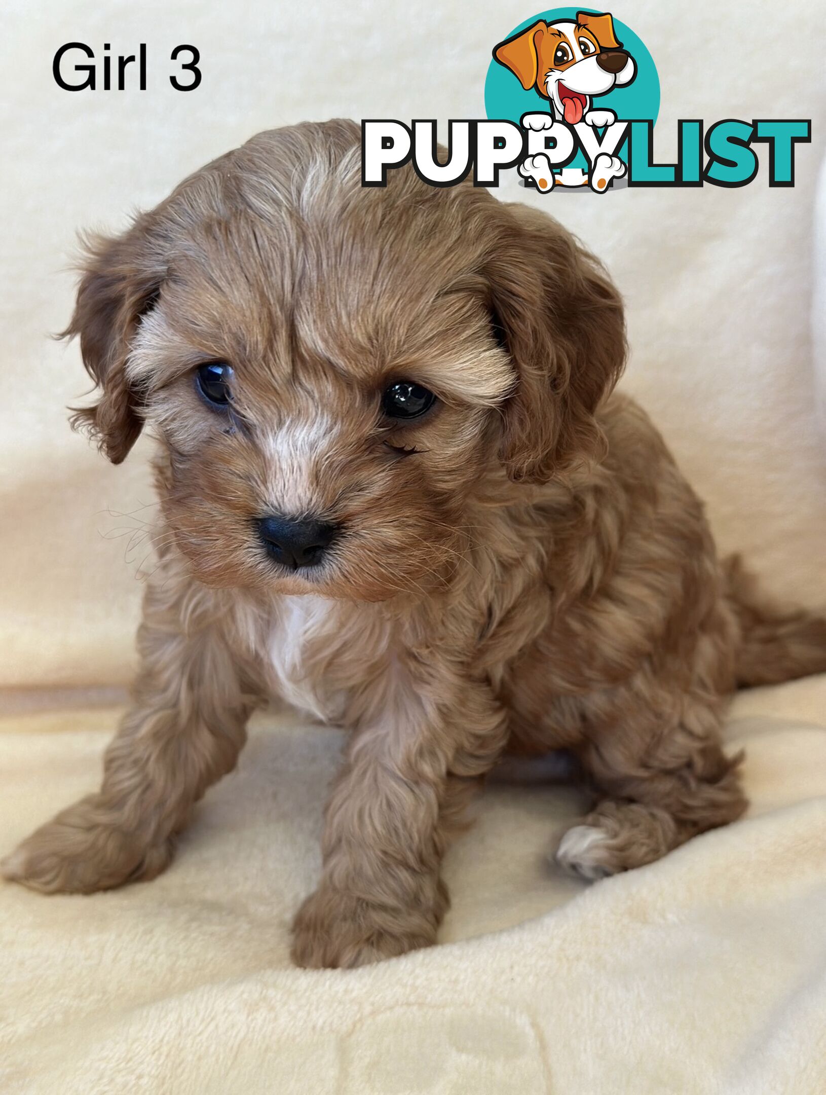 Tiny Toy Cavoodles
