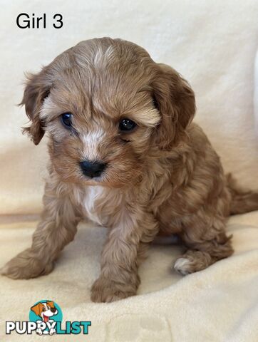 Tiny Toy Cavoodles