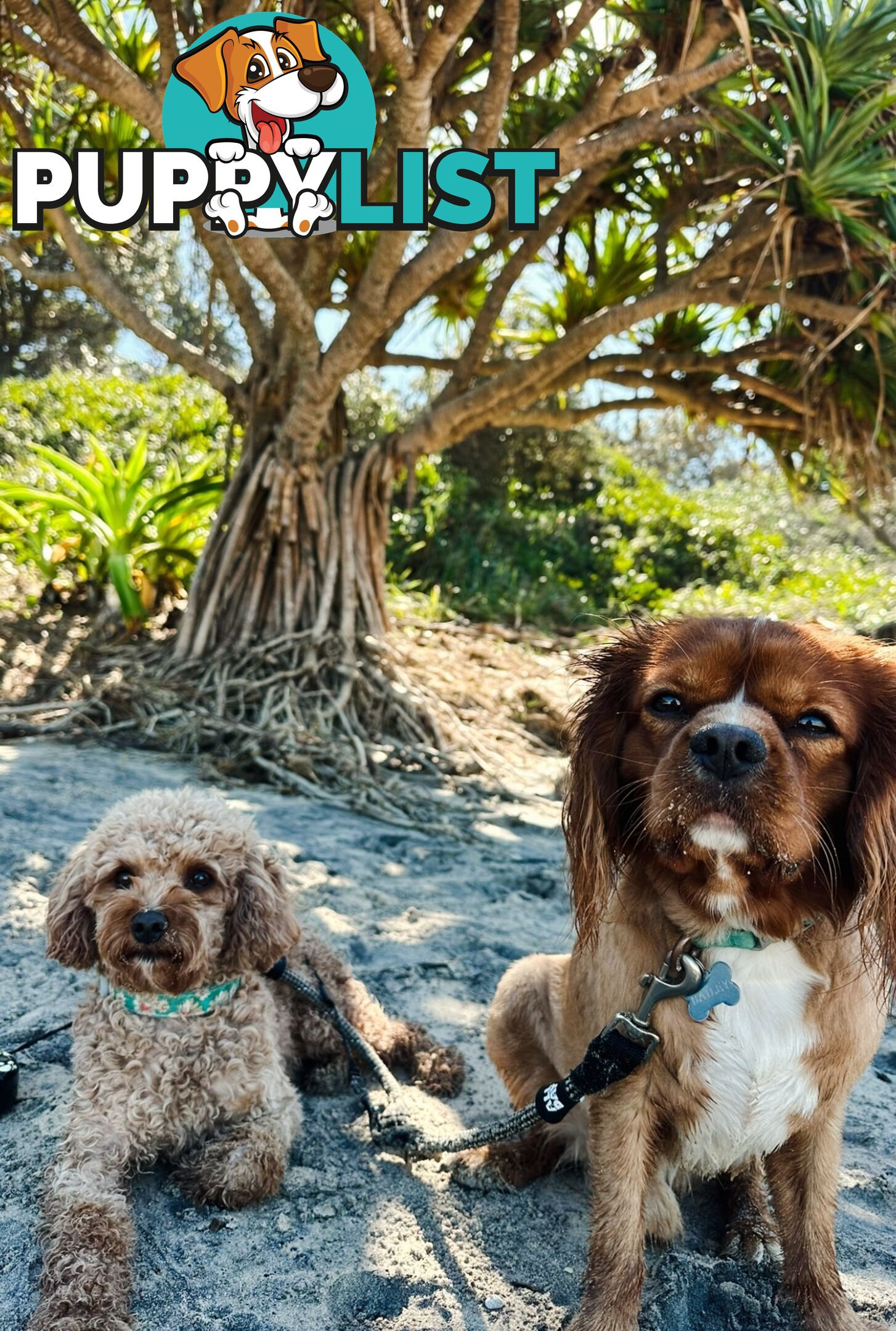 Tiny Toy Cavoodles