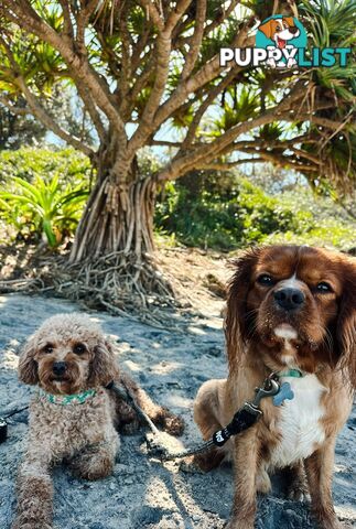 Tiny Toy Cavoodles