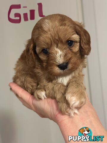 Tiny Toy Cavoodle