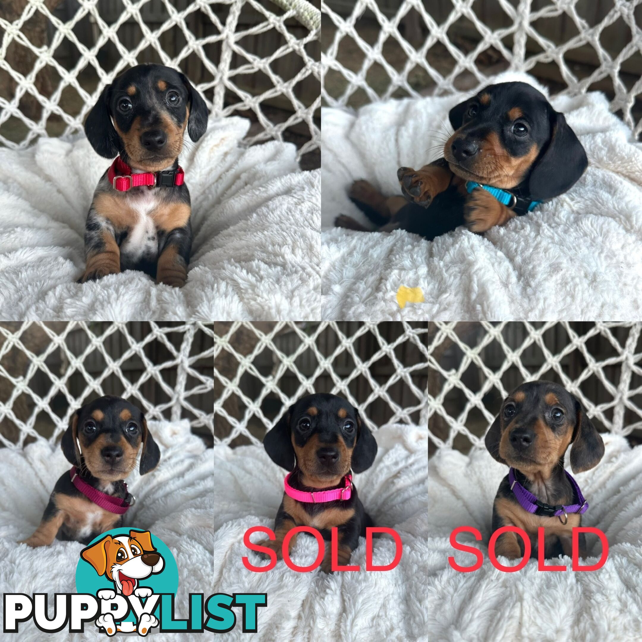 Purebred Miniature Dachshund puppies
