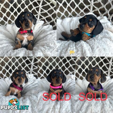 Purebred Miniature Dachshund puppies