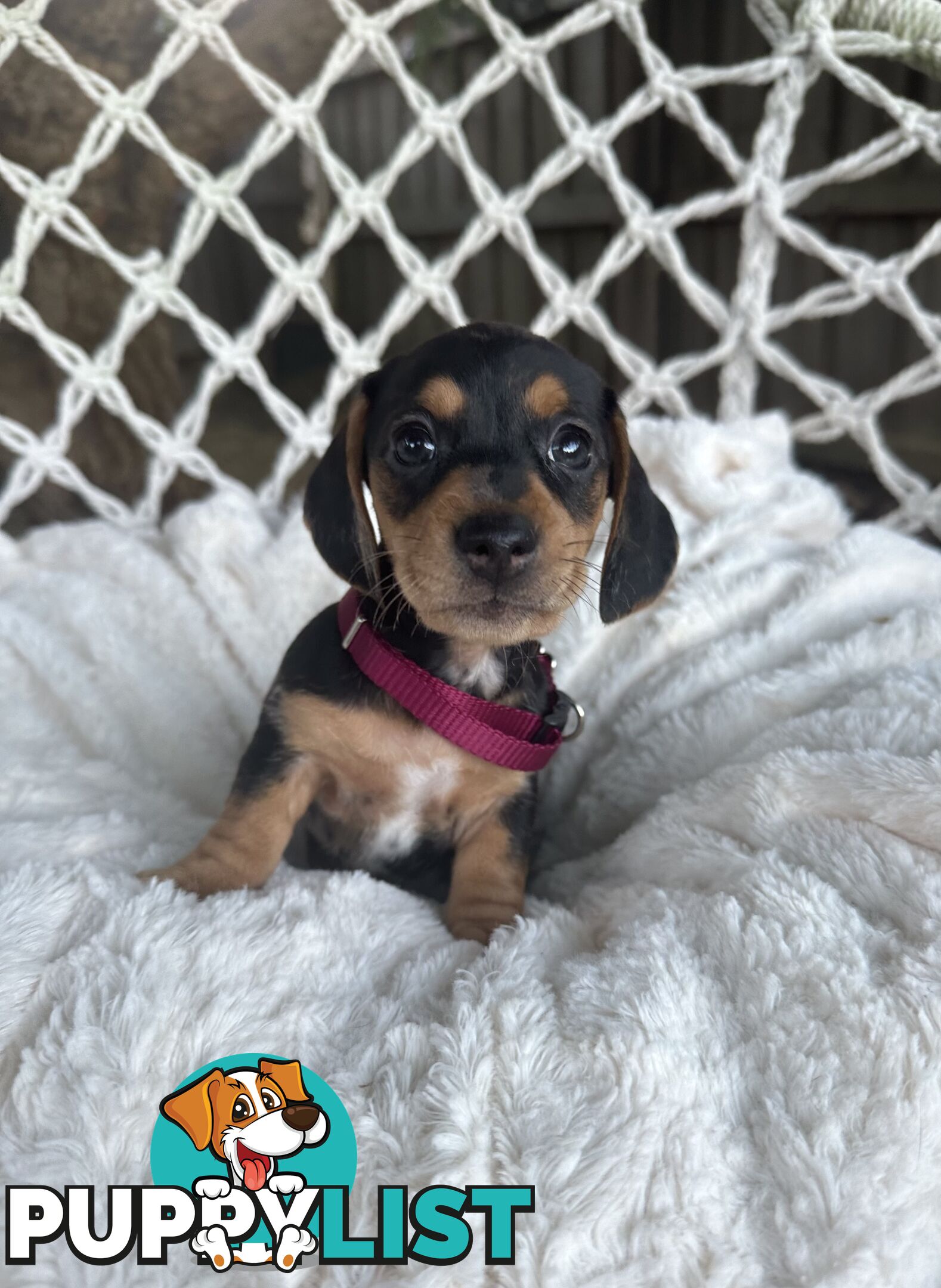 Purebred Miniature Dachshund puppies
