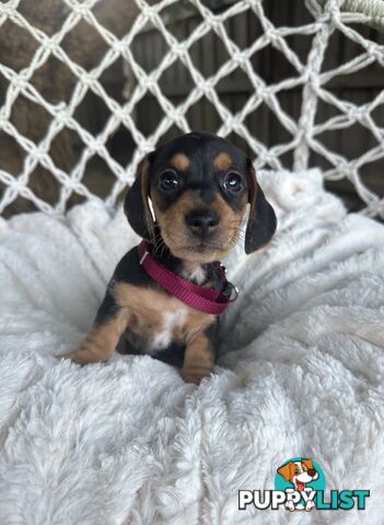 Purebred Miniature Dachshund puppies