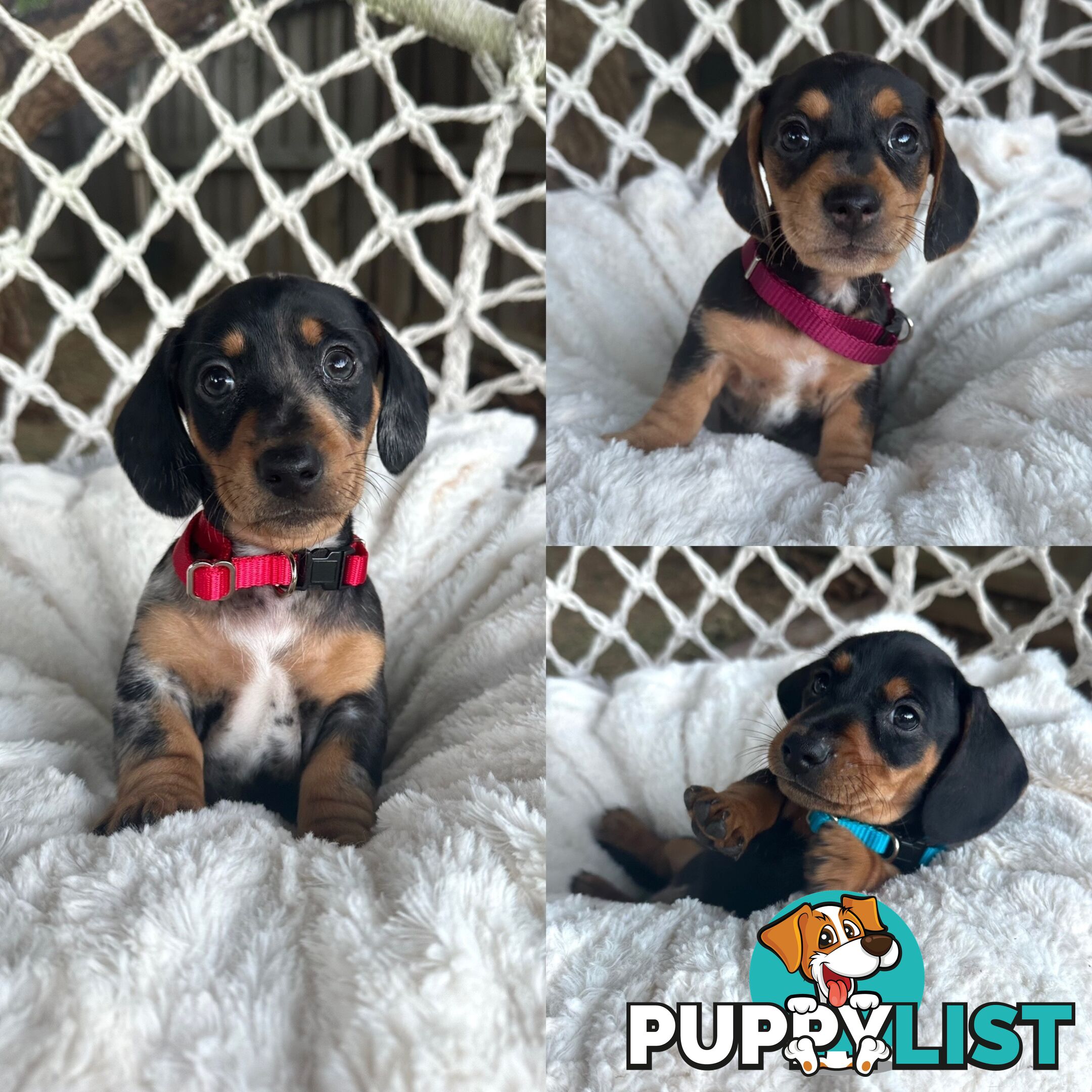 Purebred Miniature Dachshund puppies