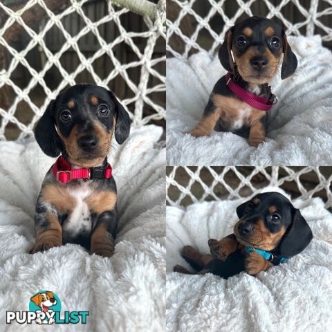 Purebred Miniature Dachshund puppies