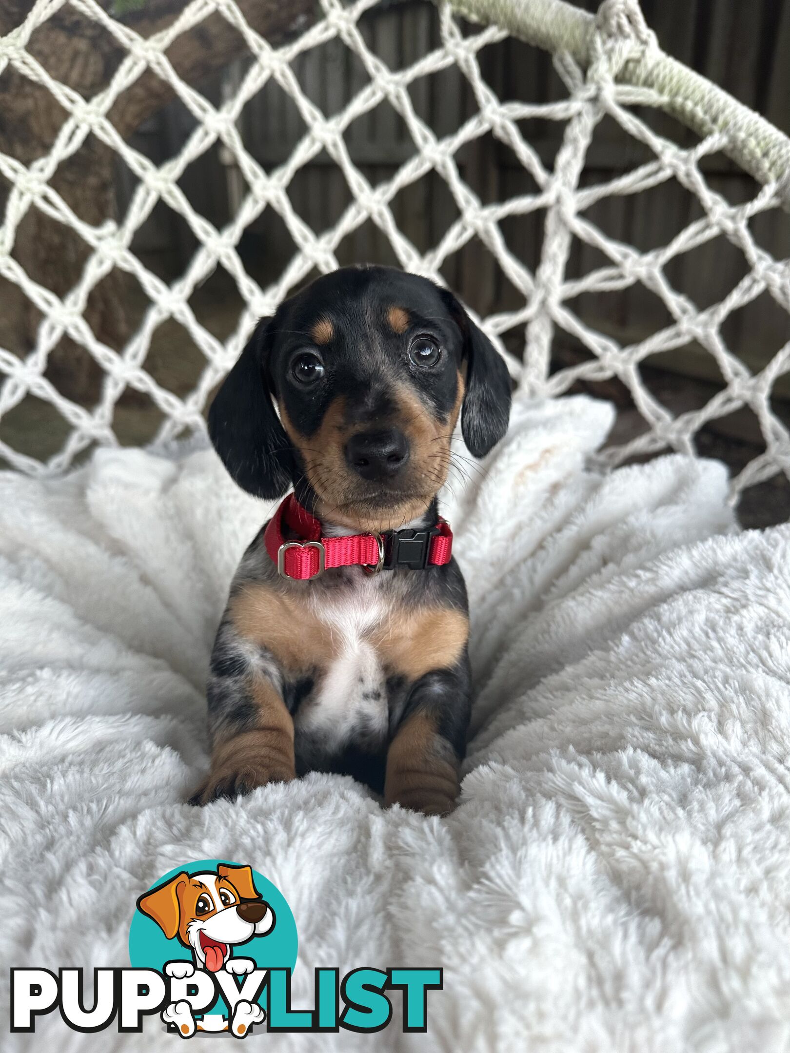 Purebred Miniature Dachshund puppies