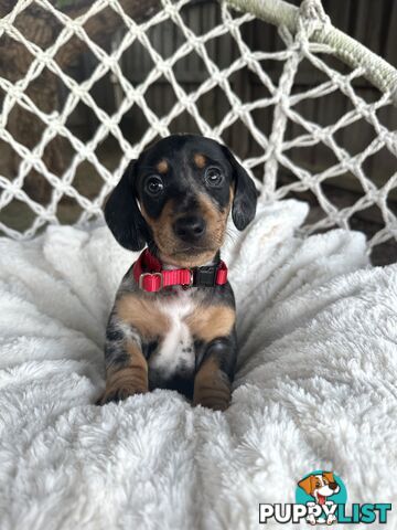 Purebred Miniature Dachshund puppies