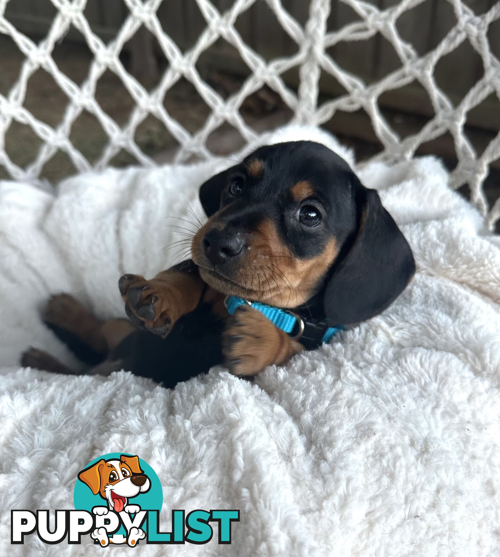 Purebred Miniature Dachshund puppies